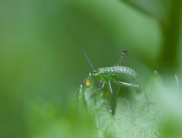 唯美照片必备技能光斑拍摄*法大**撩妹技巧