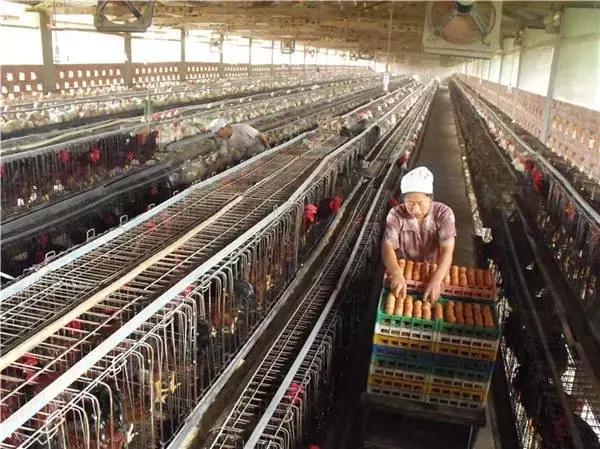 急求！鸡得了气囊炎该怎么办啊？