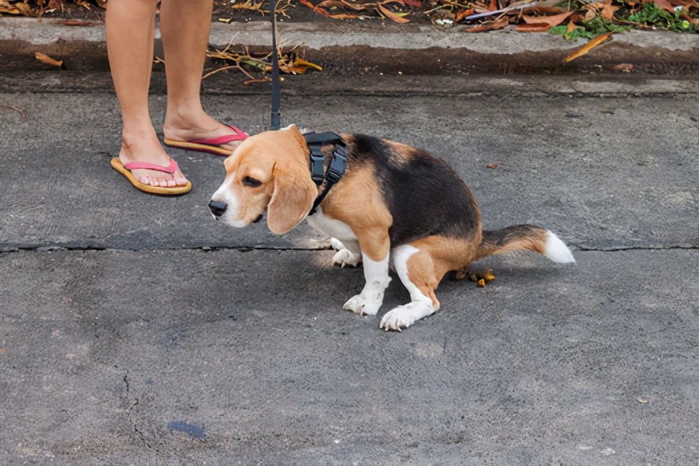 狗狗尿液像油一样是怎么回事,狗狗尿液黄是什么原因