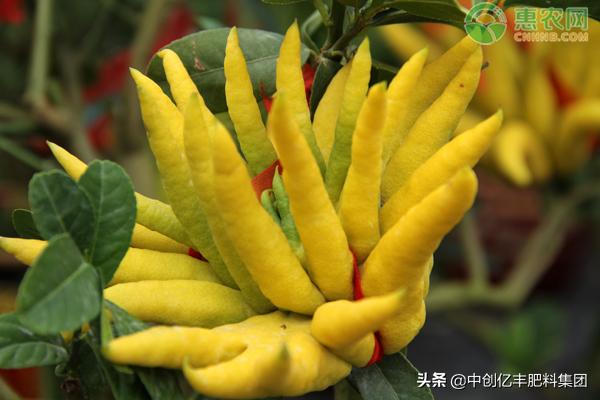 佛手莲盆栽的养殖方法,盆栽佛手怎样管理怎么施肥