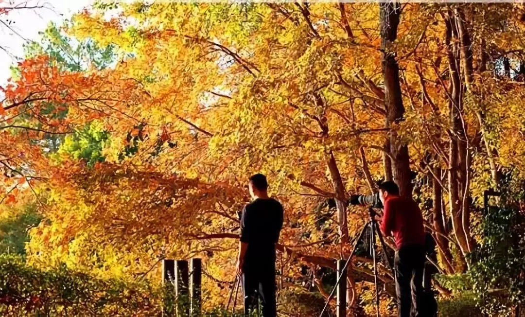 广东秋天看红叶的地方,广东深秋红叶有多漂亮