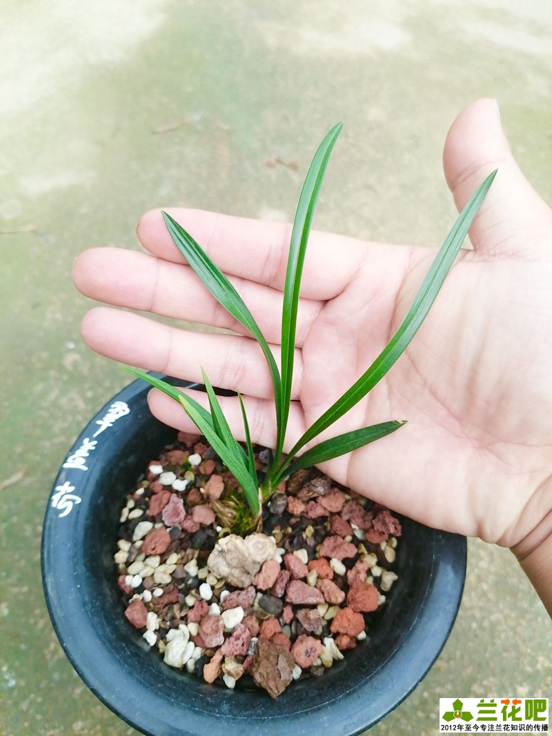 兰草单苗怎么上盆,养兰一盆几苗比较好