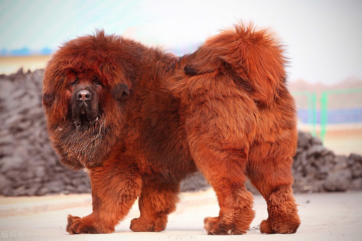 这6种狗超难养养好一半就是大神,最难养的5种狗没想到第一名是它