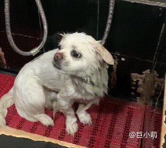 京巴狗打了针咬人会什么样,为什么京巴犬不听话