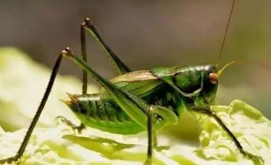 不是百日虫吗？为什么我的蝈蝈6天就挂了