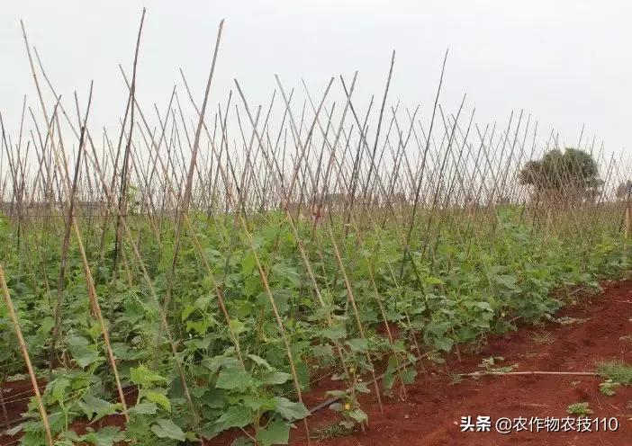 从卖菜商贩到产值千万的老总,从蔬菜产地到大型菜市场批发蔬菜