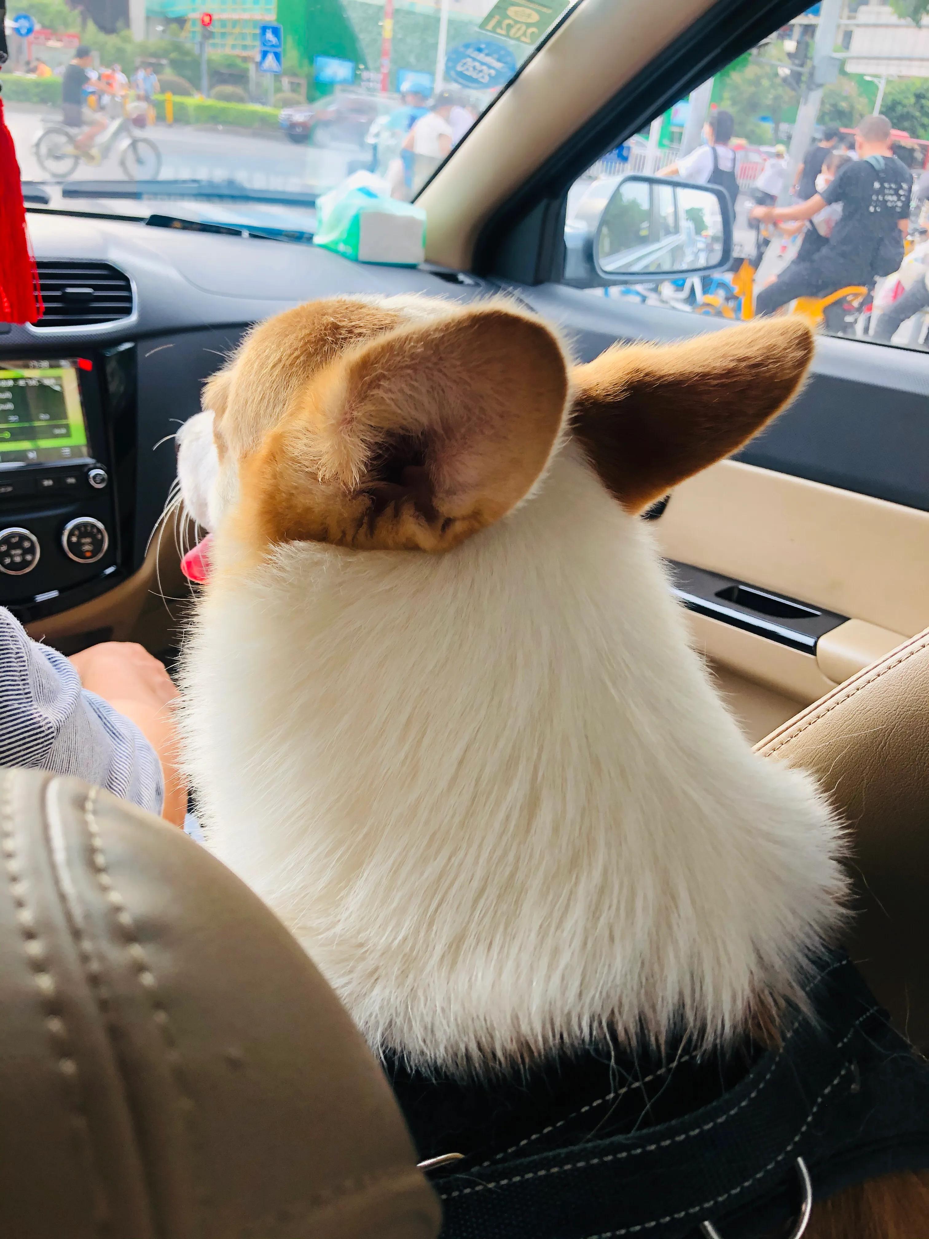 狗狗生病了你不要难过,狗狗生病了永远的离开了我