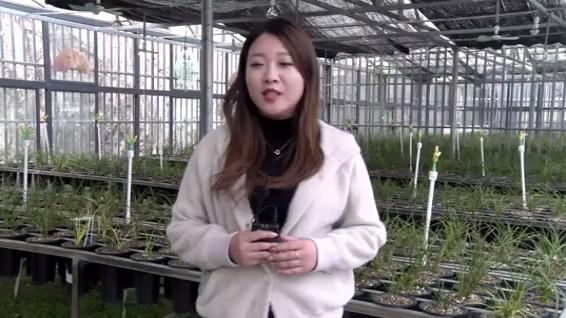 桐柏什么地方种兰花,桐柏种兰花