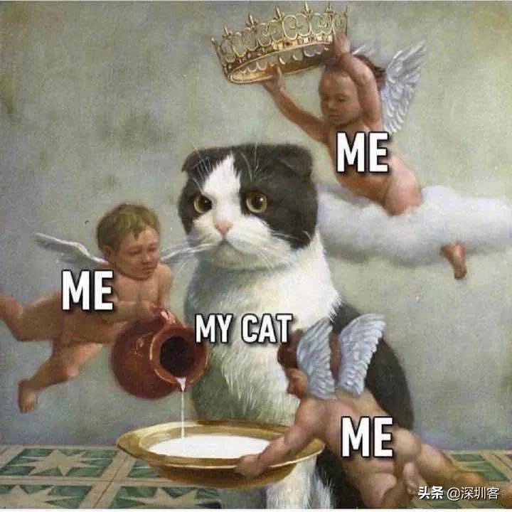 何以解忧唯有撸猫小说免费,金渐层何以解忧唯有撸猫