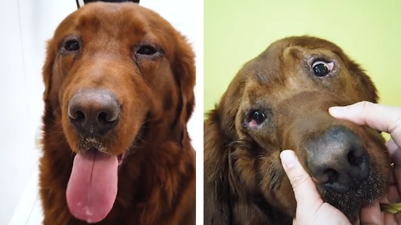 主人给狗狗割双眼皮,狗狗切双眼皮后遗症