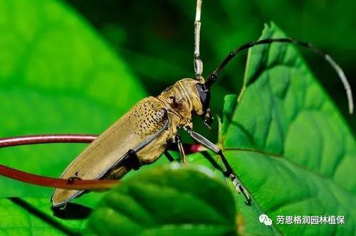 钻蛀性害虫防治最佳时期,园林常见鳞翅目害虫防治技术图片