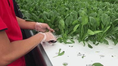 我是真的热啊,从化的天气有多冷