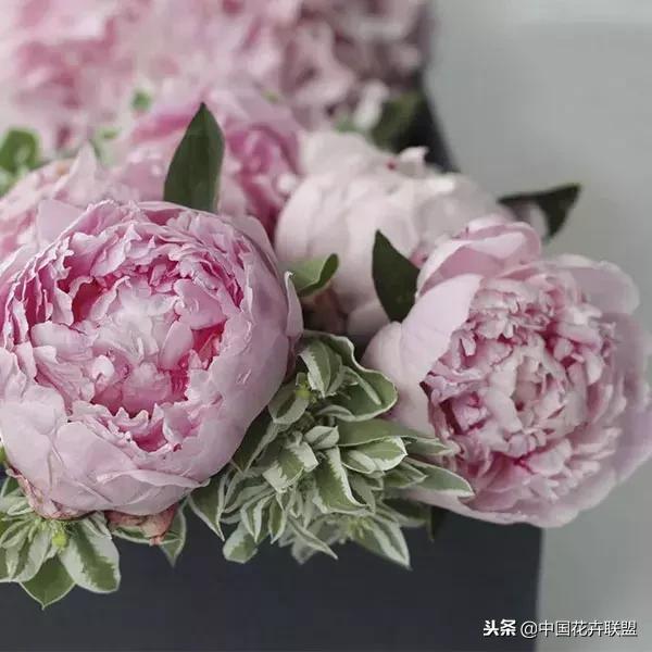 100种鲜花的花语樱花,100种不同花的花语