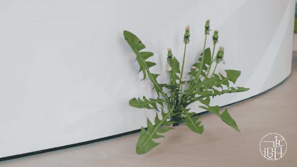 这个顶层复式，这样的北欧风，太美了