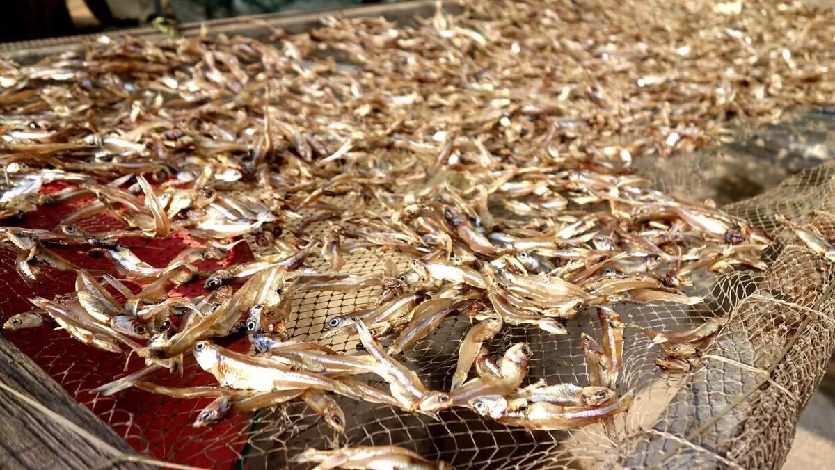 侨港边上的大、小老虎村，房租很低但住的人却很少，如今面临改造