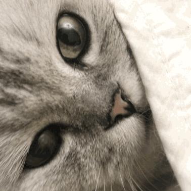 猫咪急救箱必备药物有哪些,猫咪的急救方法