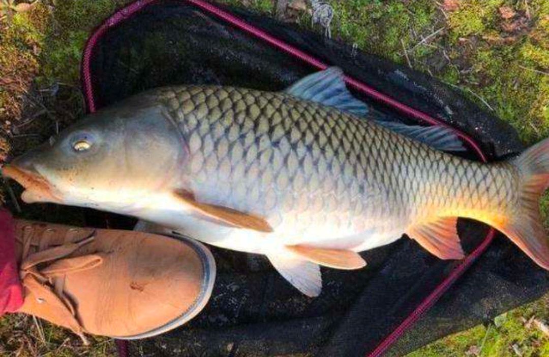 春季持续高温鱼不开口,天气太热鱼不开口有什么好的方法