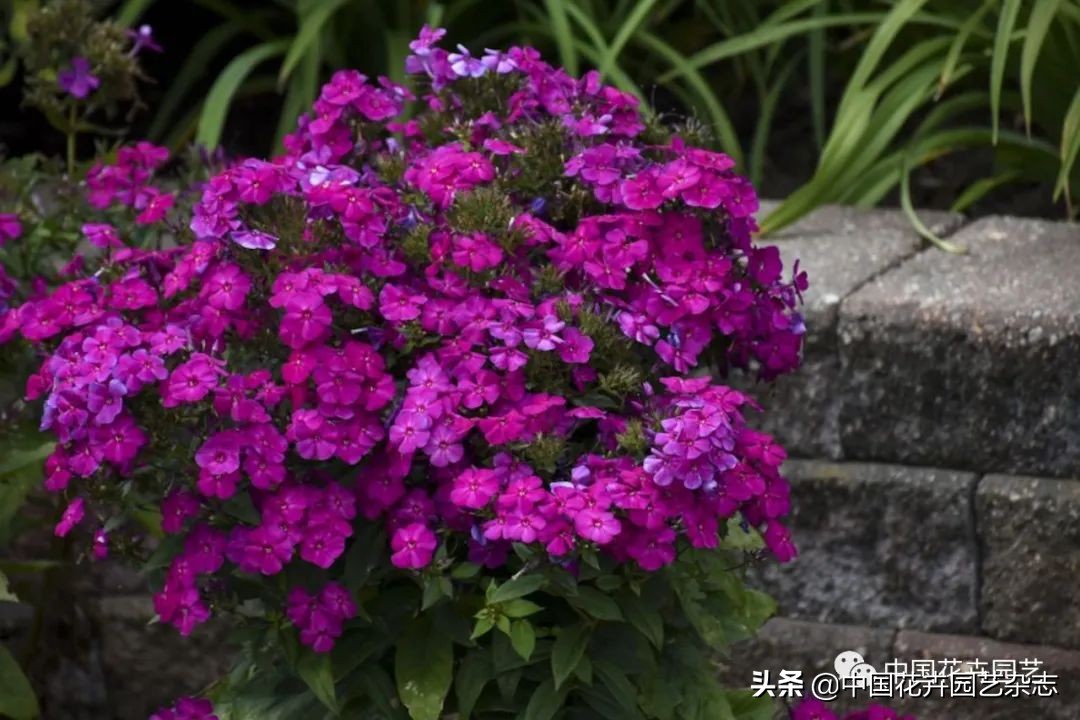 全球知名育种商网上推新品——TerraNova、ProvenWinners|环球