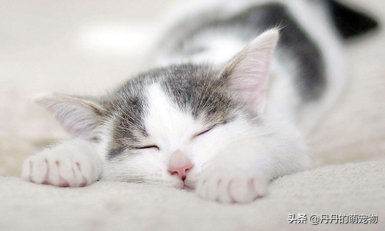 家有小馋猫全集,家有小馋猫怎么办