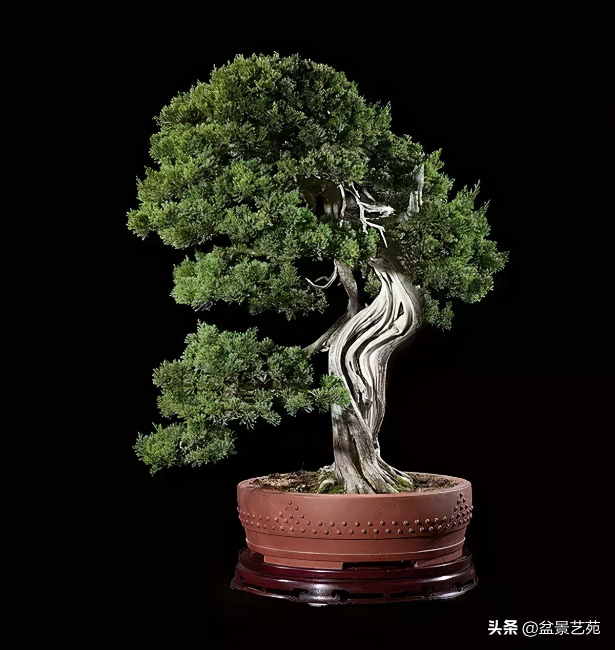 西泠印社砚台最高价拍卖记录,杭州西泠拍卖盆景