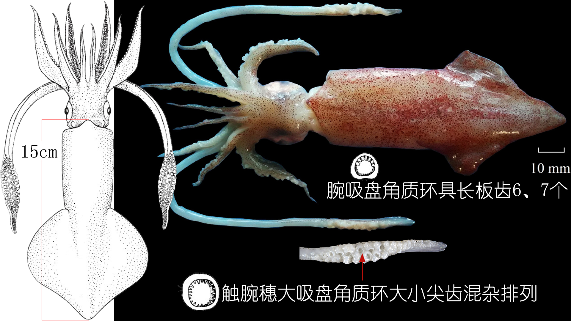 海鲜认识和吃法,海鲜解析
