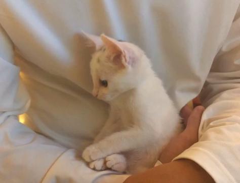 一个月的小猫被粘鼠板粘住了,猫粘鼠板救流浪猫