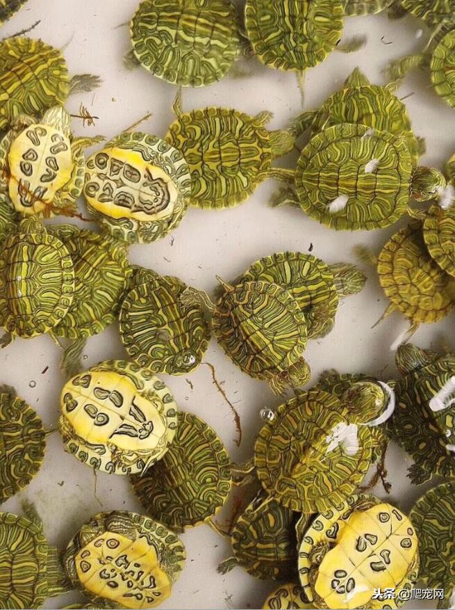 一只三四厘米大小的巴西龟多少钱,巴西龟20厘米多少钱一只