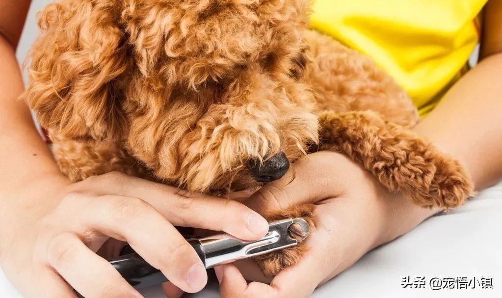 给狗狗剪指甲出血了怎么办,给狗狗剪指甲流血了用碘酒怎么办