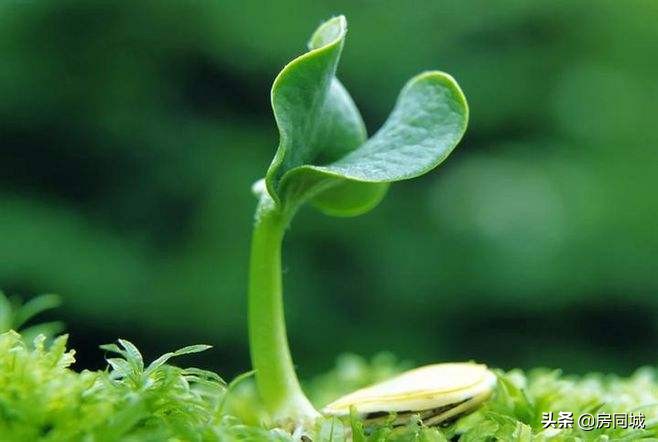 安庆房价是涨还是降呢,安庆的房价是涨了还是跌了