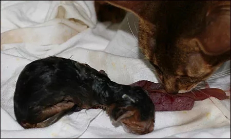 记录猫咪生产全过程,猫咪生产时的全过程