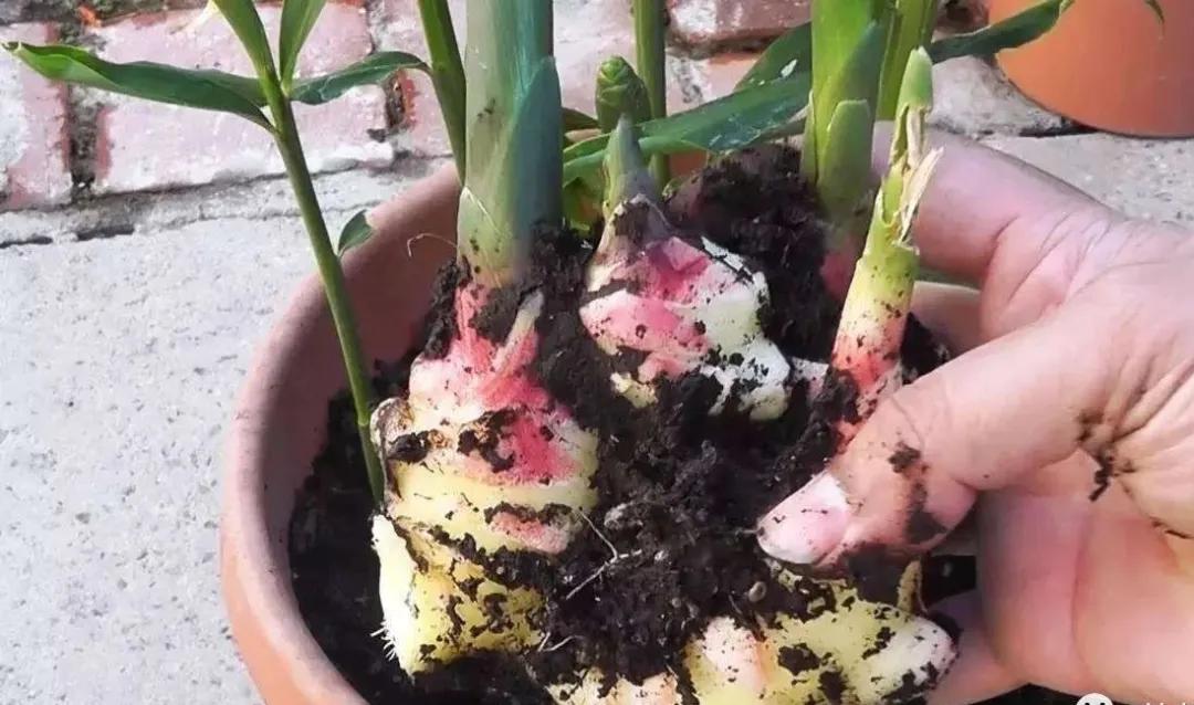 生姜放在瓶子里能长芽出来吗,生姜扔水里长成富贵盆景