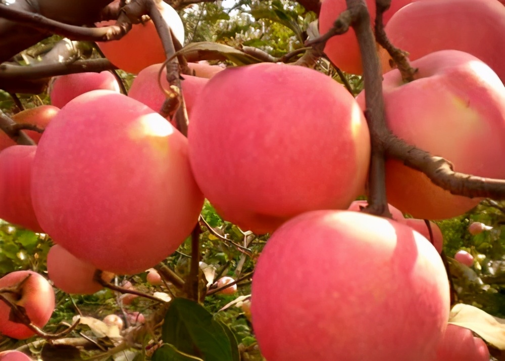 烟台红富士苹果为什么那么大,烟台红富士苹果