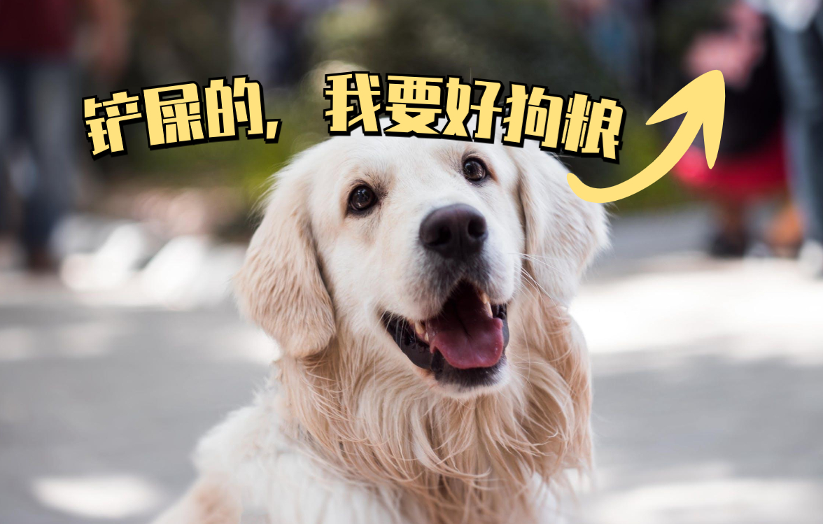 金毛和拉布拉多养谁最好,这辈子养的狗狗