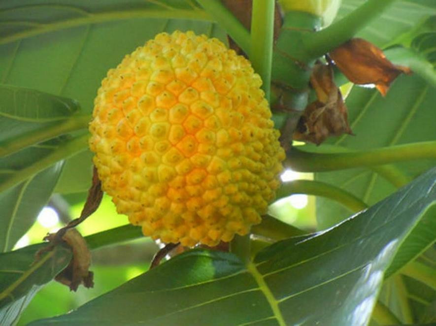 百种水果,100种果子大全