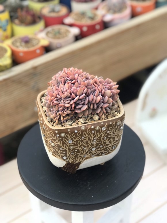 让人震撼的多肉,让人惊艳的多肉