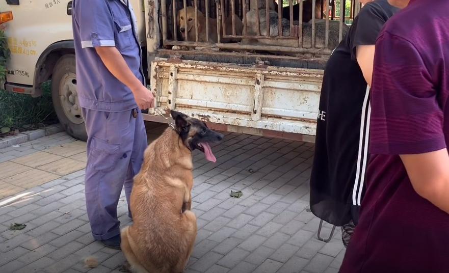 马犬险些被送到了狗肉馆,从狗肉车上救下来的狗狗马犬