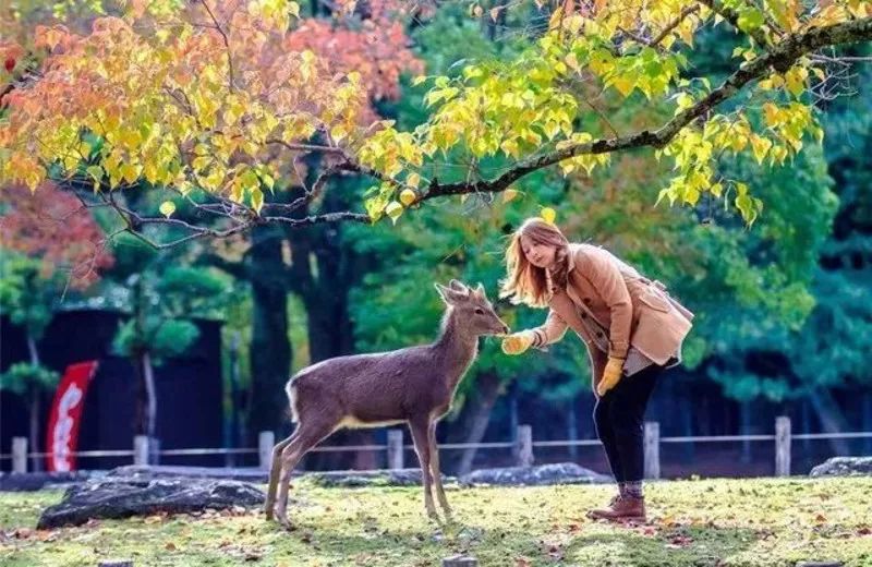 日本旅游免签证政策,为中国游客放宽签证条件