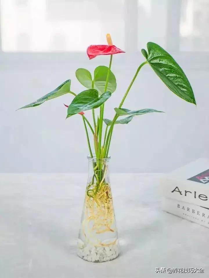 家里适合养几盆红掌,红掌养阳台招财吗