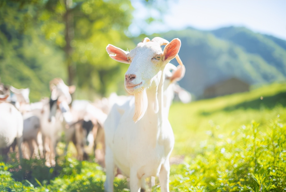 美力源羊奶第三段最低价,贝博儿羊奶粉和美力源羊奶哪个好
