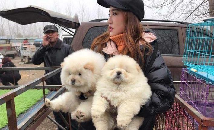 松狮缺点,养松狮的十大痛苦