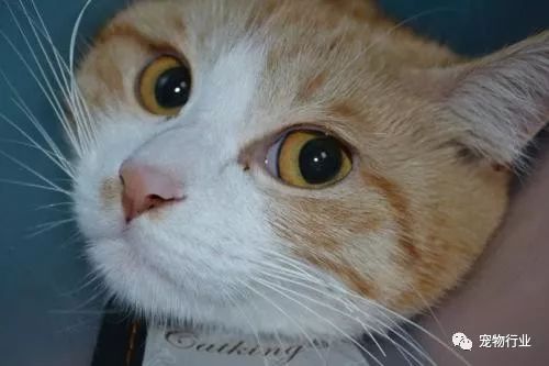 猫的传染病都有哪几种病症,猫咪为什么会传染严重的猫疾病