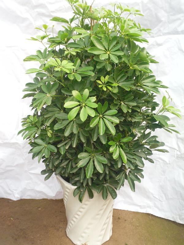 好养的盆栽花卉排名前十,盆栽花比较好养的有哪些