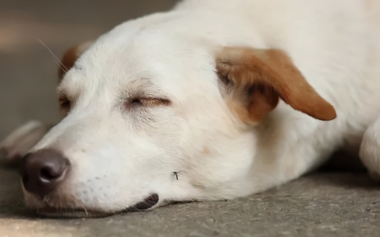 夏天蚊子多怎么给狗驱蚊,宠物用什么方法预防蚊子