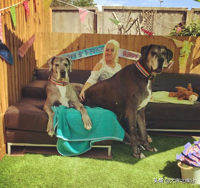 世界上最大的狗但是一点也不凶猛,你知道世界上最大的狗有多大吗