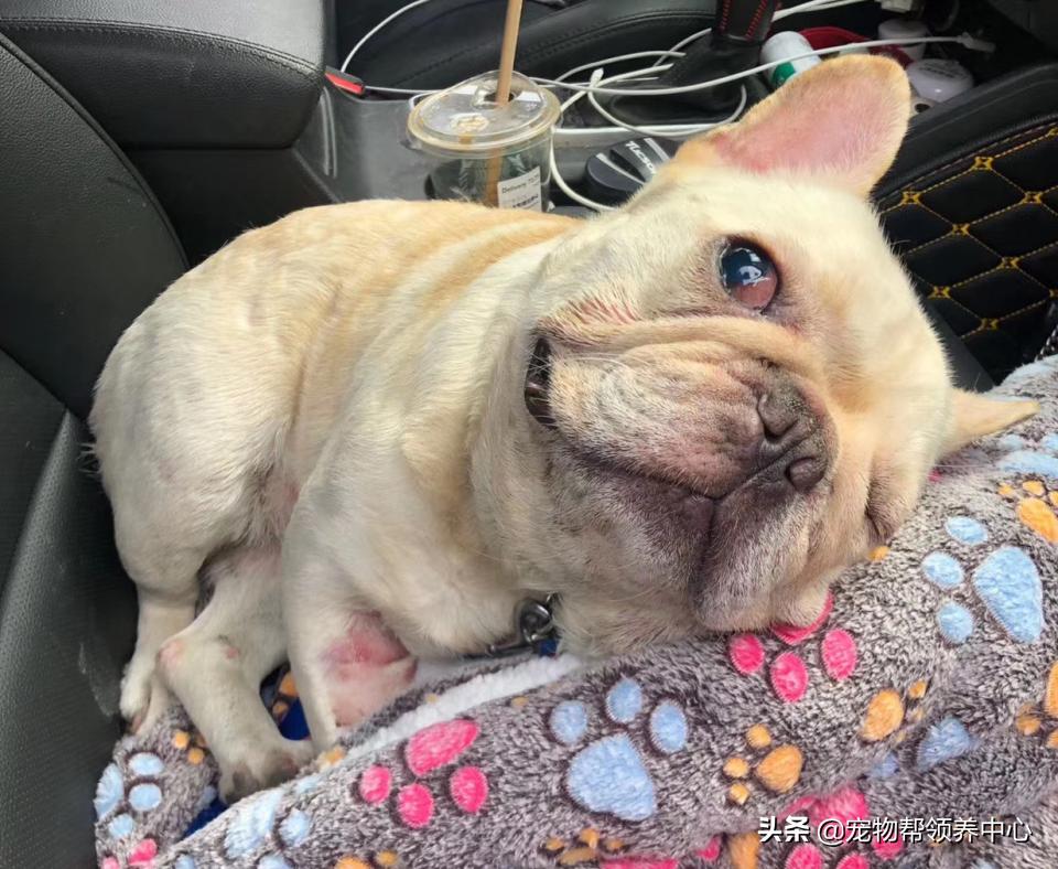 被遗弃的小法斗,法斗被遗弃