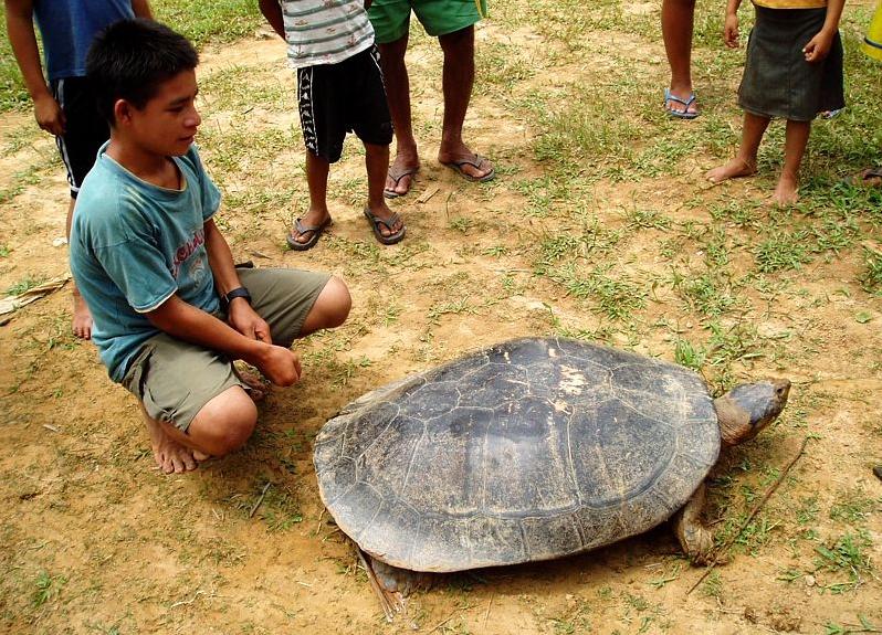巨型侧颈龟幼龟,巨型侧颈龟下蛋