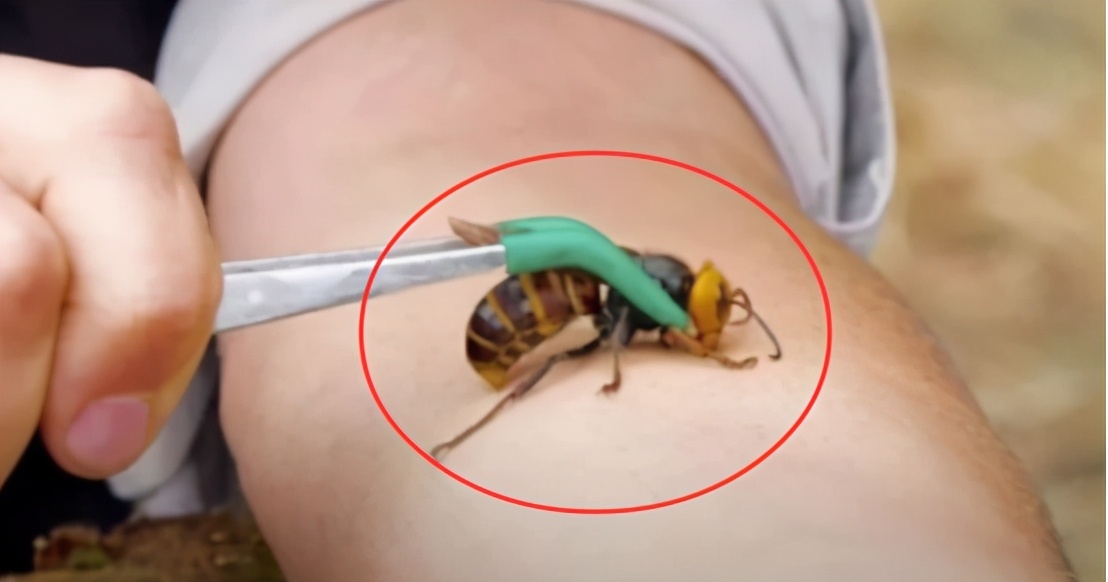 美国大黄蜂被导弹击落,亚洲大黄蜂入侵