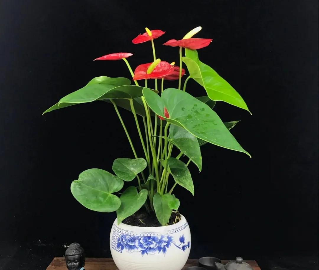 老红掌怎么养才能更旺盛,红掌火鹤怎么养