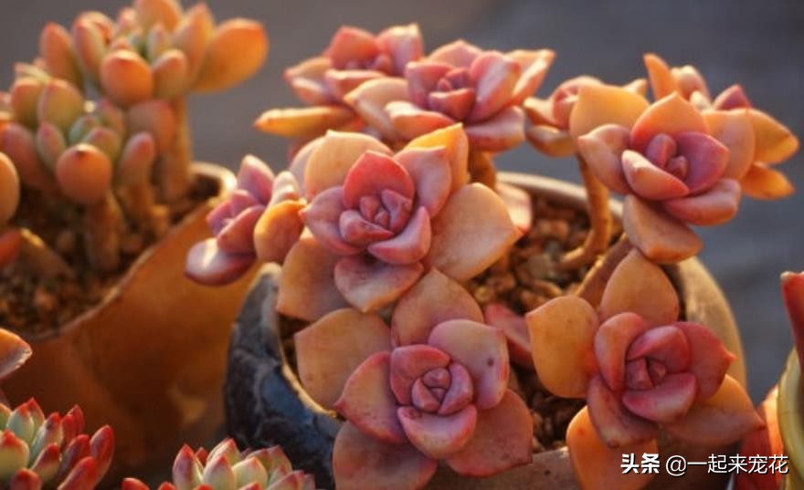 彩虹糖多肉容易爆头吗 (怎么养彩虹糖才能爆盆)