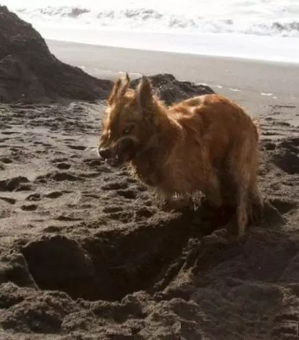 刨土刨水刨坑刨沙发，对于一只寂寞的狗子而言，万物皆可刨